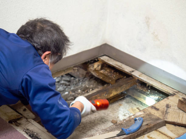 Best Kitchen Mold Remediation in Benbrook, TX