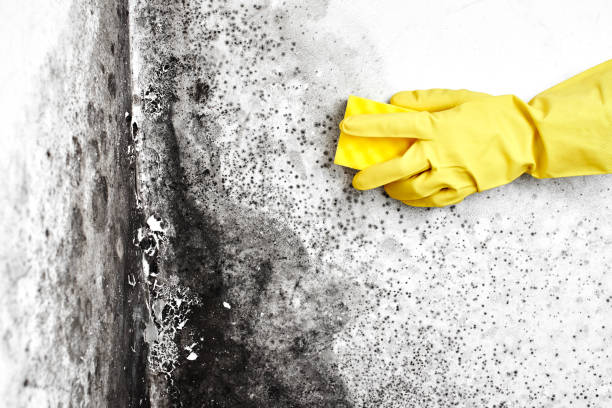 Best Bathroom Mold Remediation in Benbrook, TX