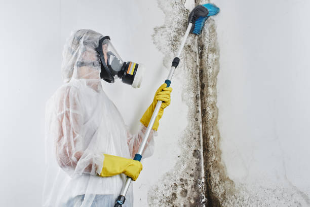 Best HVAC Mold Remediation in Benbrook, TX