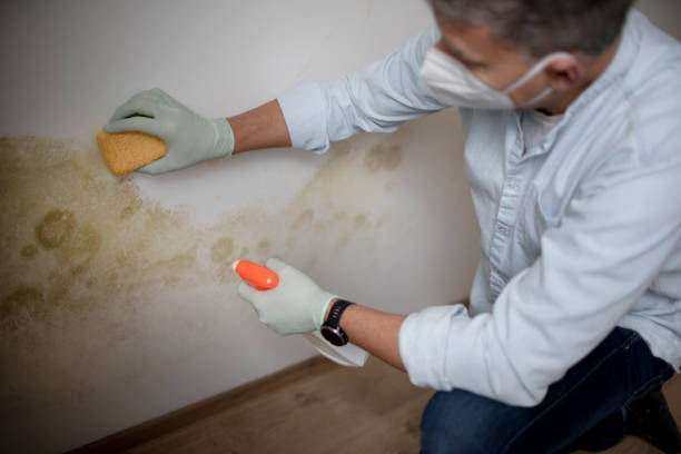 Reliable Benbrook, TX Mold Remediation Solutions