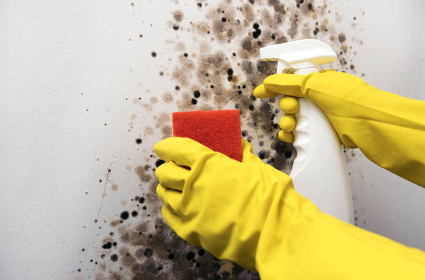 Best DIY Mold Remediation Support Services in Benbrook, TX