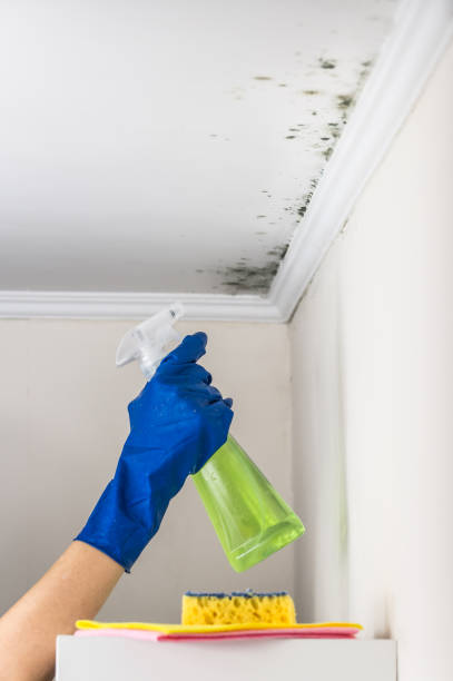 Best White Mold Remediation in Benbrook, TX