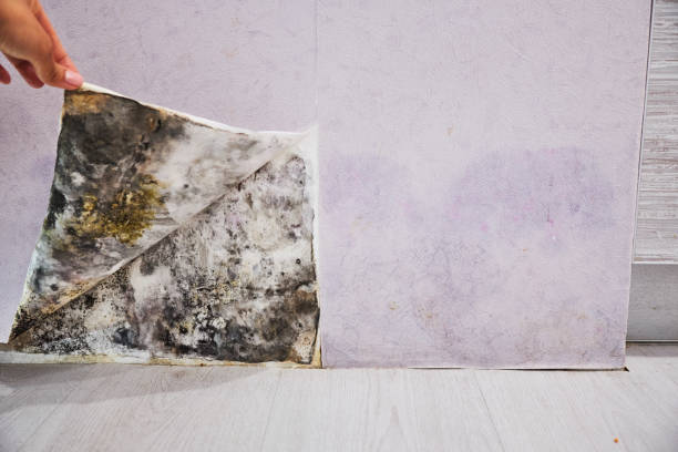 Best Mold Remediation for Specific Building Types in Benbrook, TX